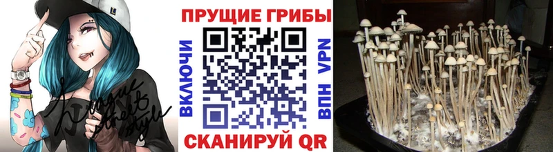 KRAKEN сайт Темников Псилоцибиновые грибы Psilocybe